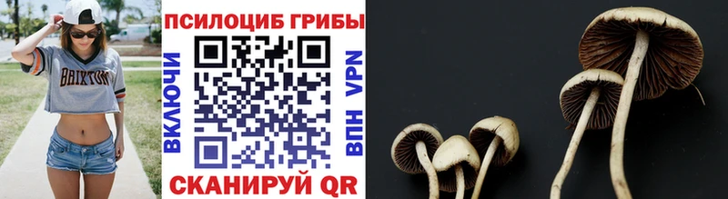 Галлюциногенные грибы Psilocybine cubensis купить наркотики сайты Гатчина